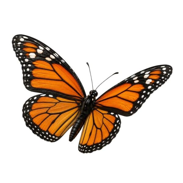 Butterfly - £100