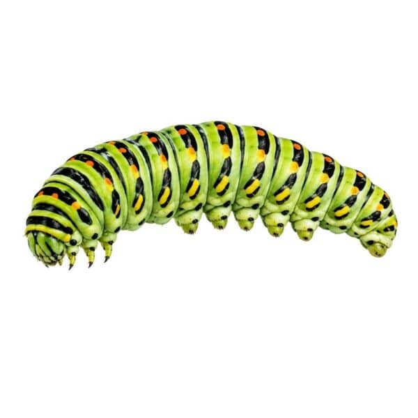 Caterpillar - £5 Cosmetic Cash